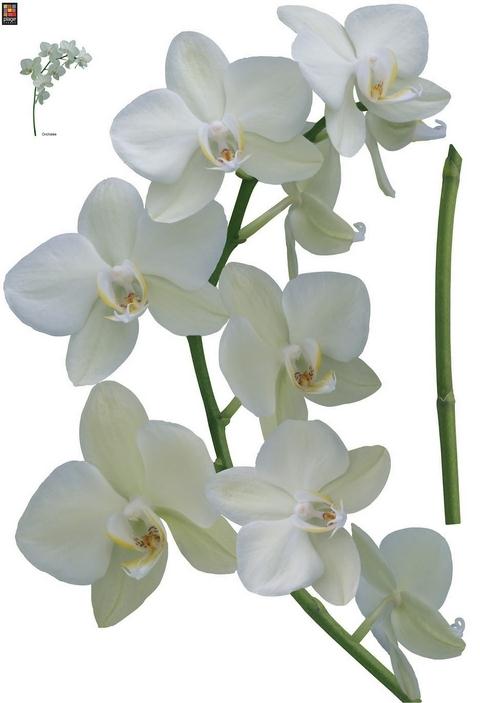 Aglae Orchid