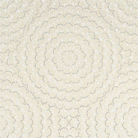 Aster Wallpaper