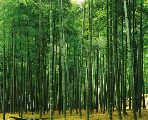 Bamboo Plantation