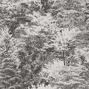 Camphor Charcoal Trees Wallpaper