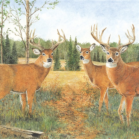 Deer Prairie