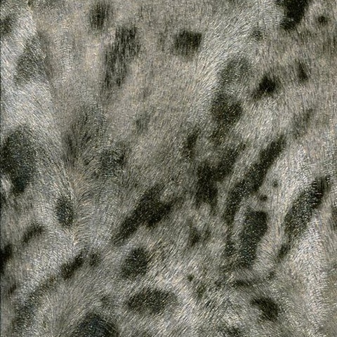 Umbria Grey Jaguar Wallpaper