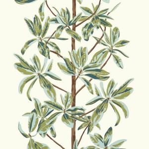 Mangrove Tree Sage Wallpaper