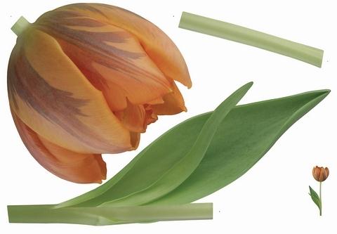 Orange Tulip