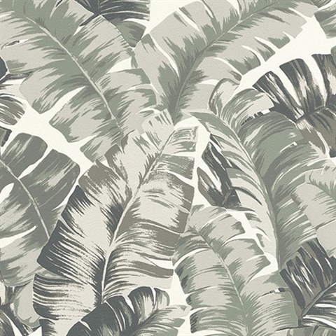 Pisang Sage Palm Leaf Wallpaper