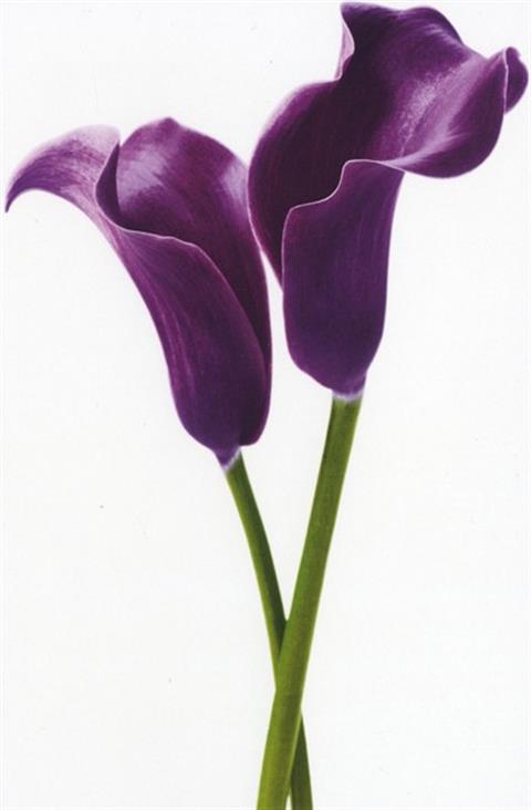 Purple Calla Lillies