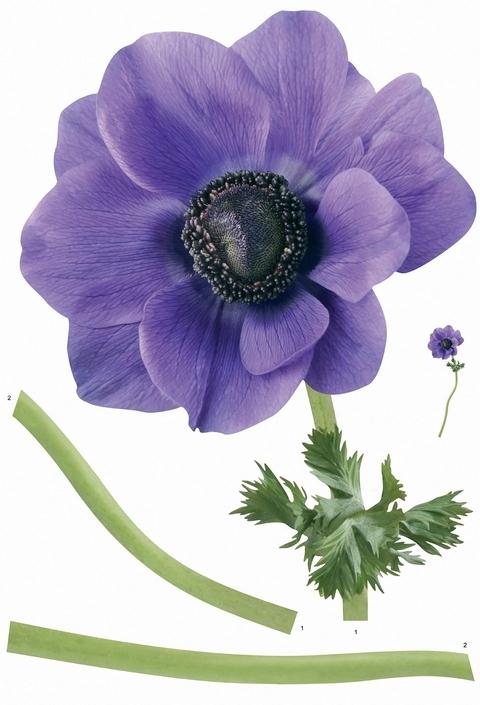 Purple Windflower