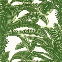 Queen Palm Wallpaper