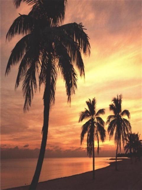 Sunset Palm Walk