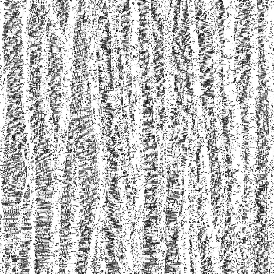 Toyon Black Birch Tree Wallpaper