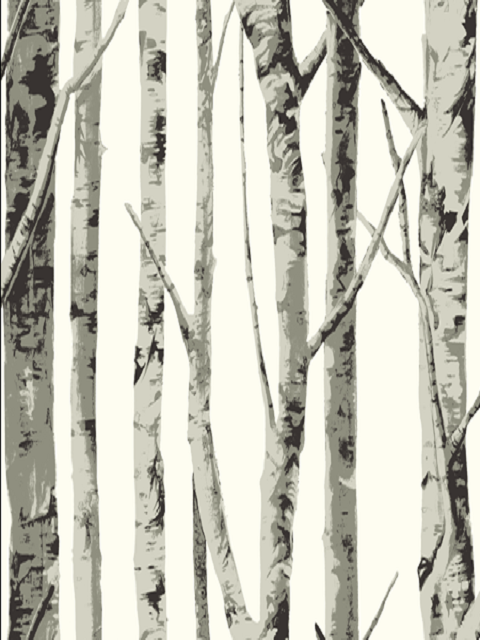 Birch Trees Wallpaper